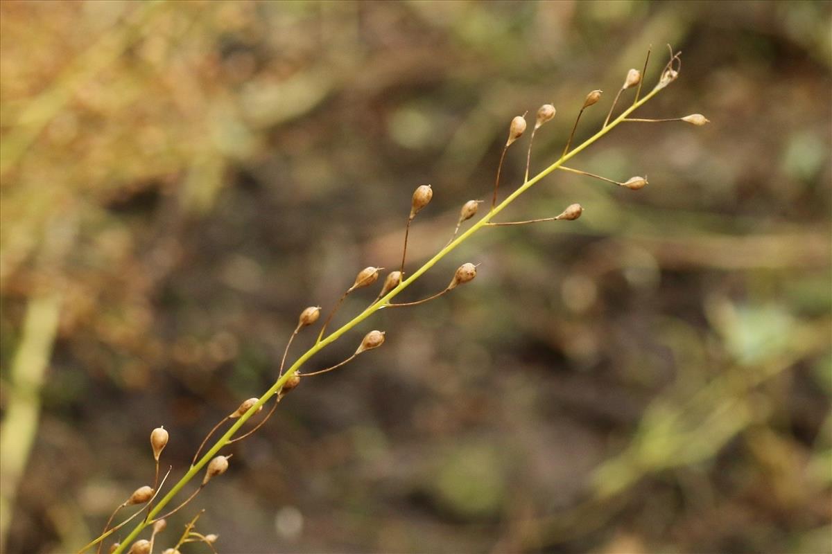 Camelina sativa subsp. sativa (door Willem Braam)