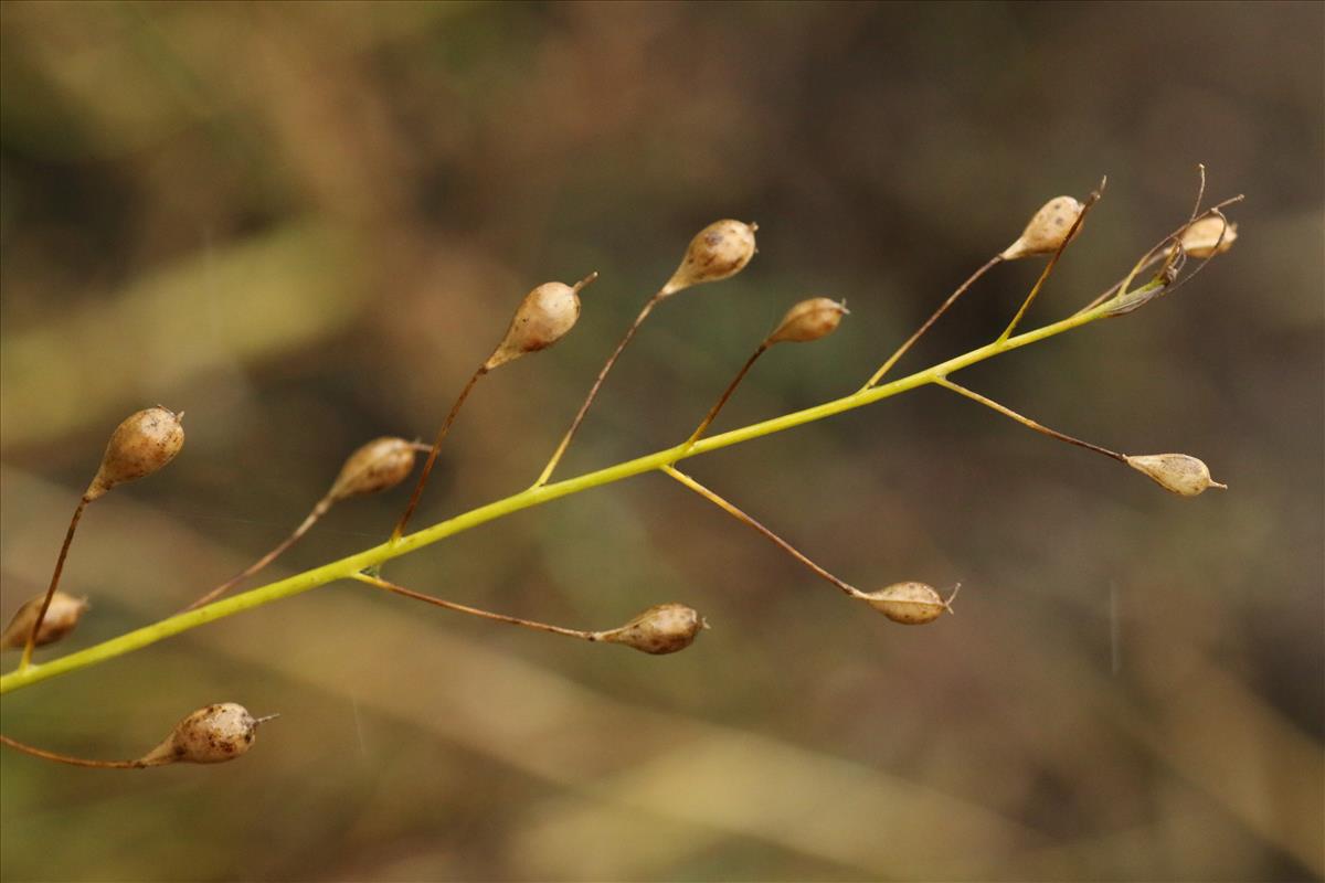 Camelina sativa subsp. sativa (door Willem Braam)