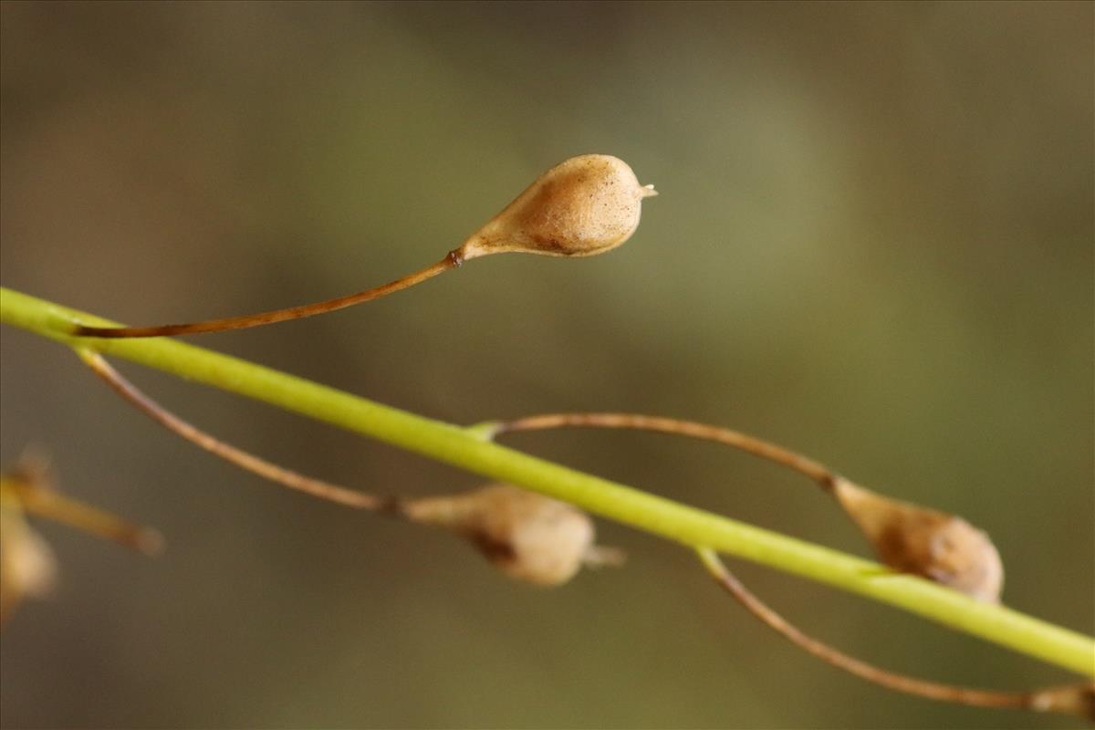 Camelina sativa subsp. sativa (door Willem Braam)