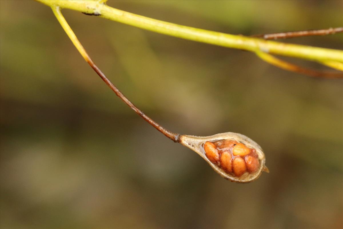 Camelina sativa subsp. sativa (door Willem Braam)