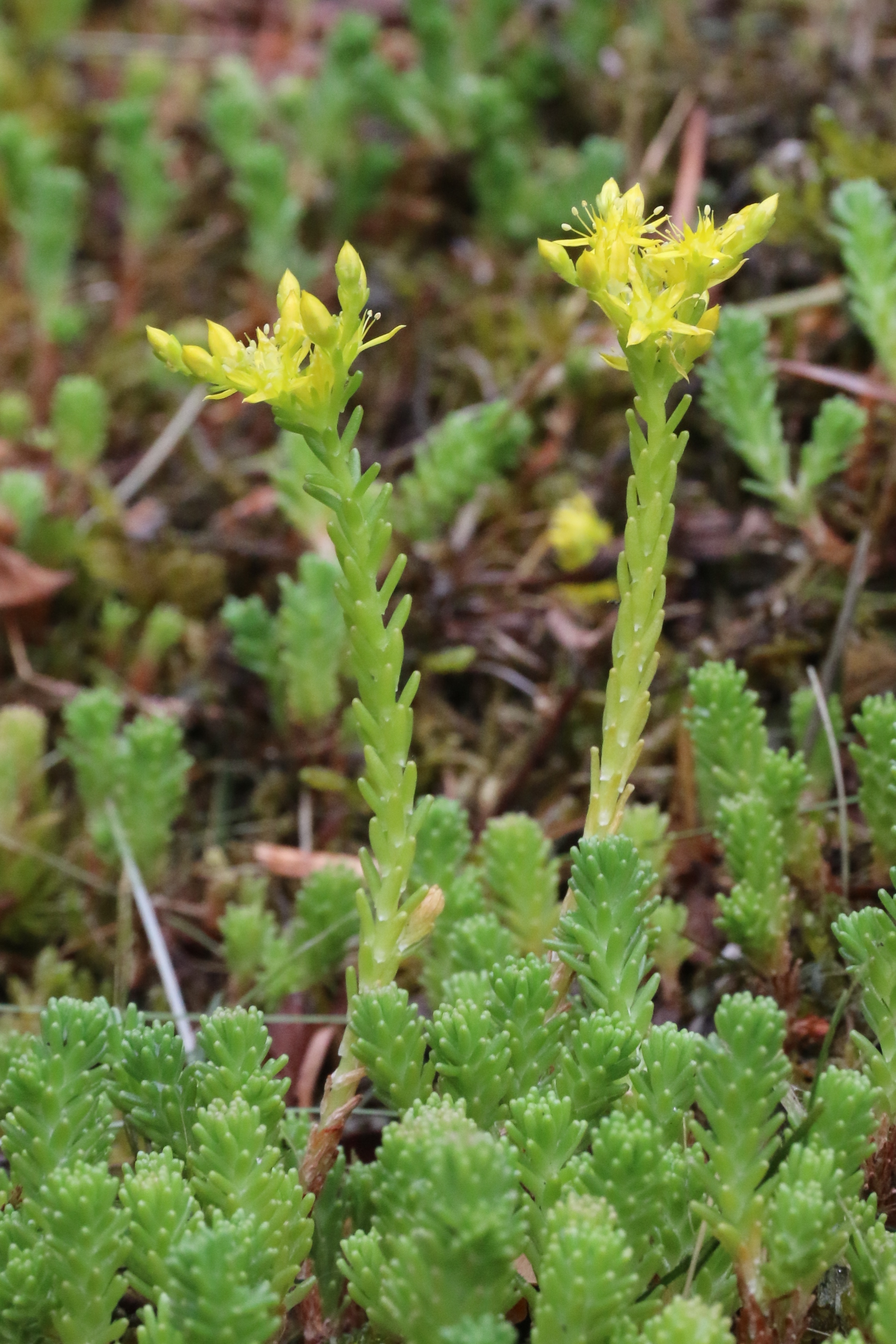 Sedum sexangulare (door Willem Braam)