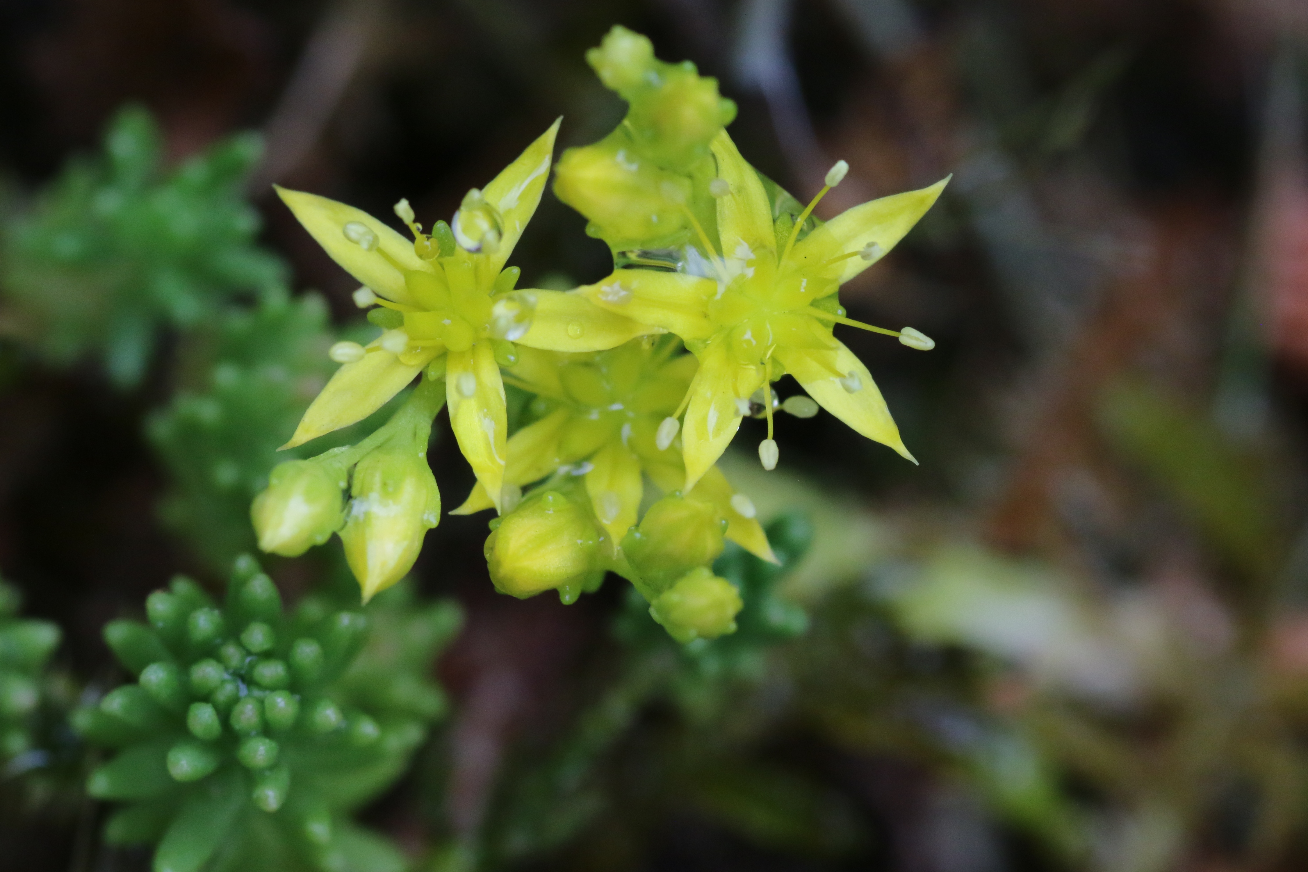 Sedum sexangulare (door Willem Braam)