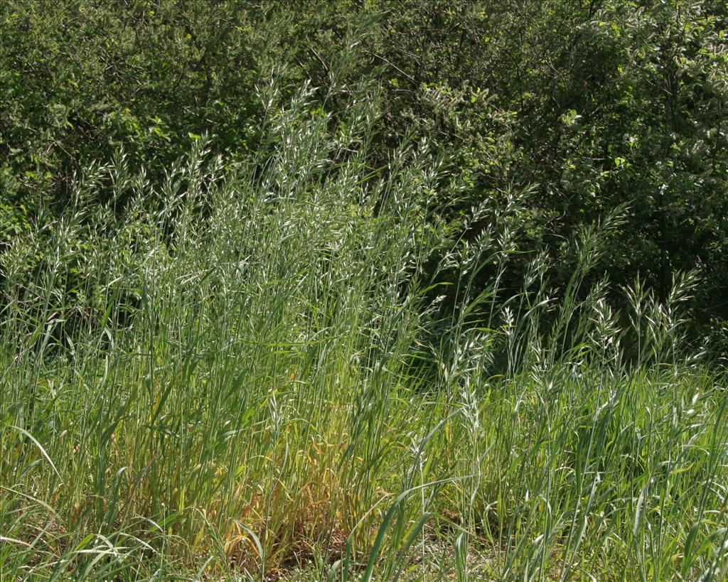 Bromus hordeaceus (door Willem Braam)