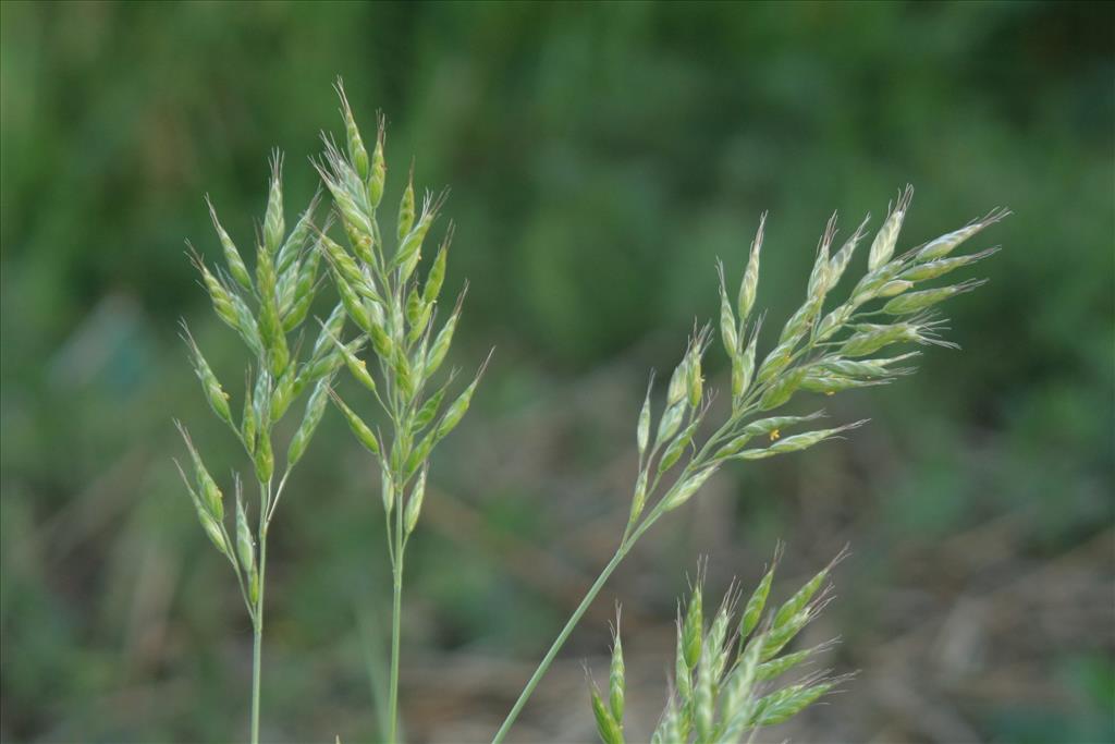 Bromus hordeaceus (door Willem Braam)