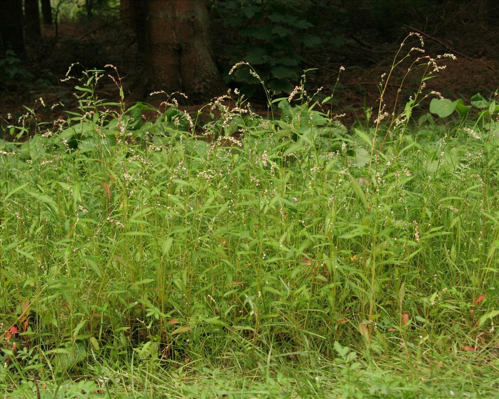 Persicaria mitis (door Willem Braam)