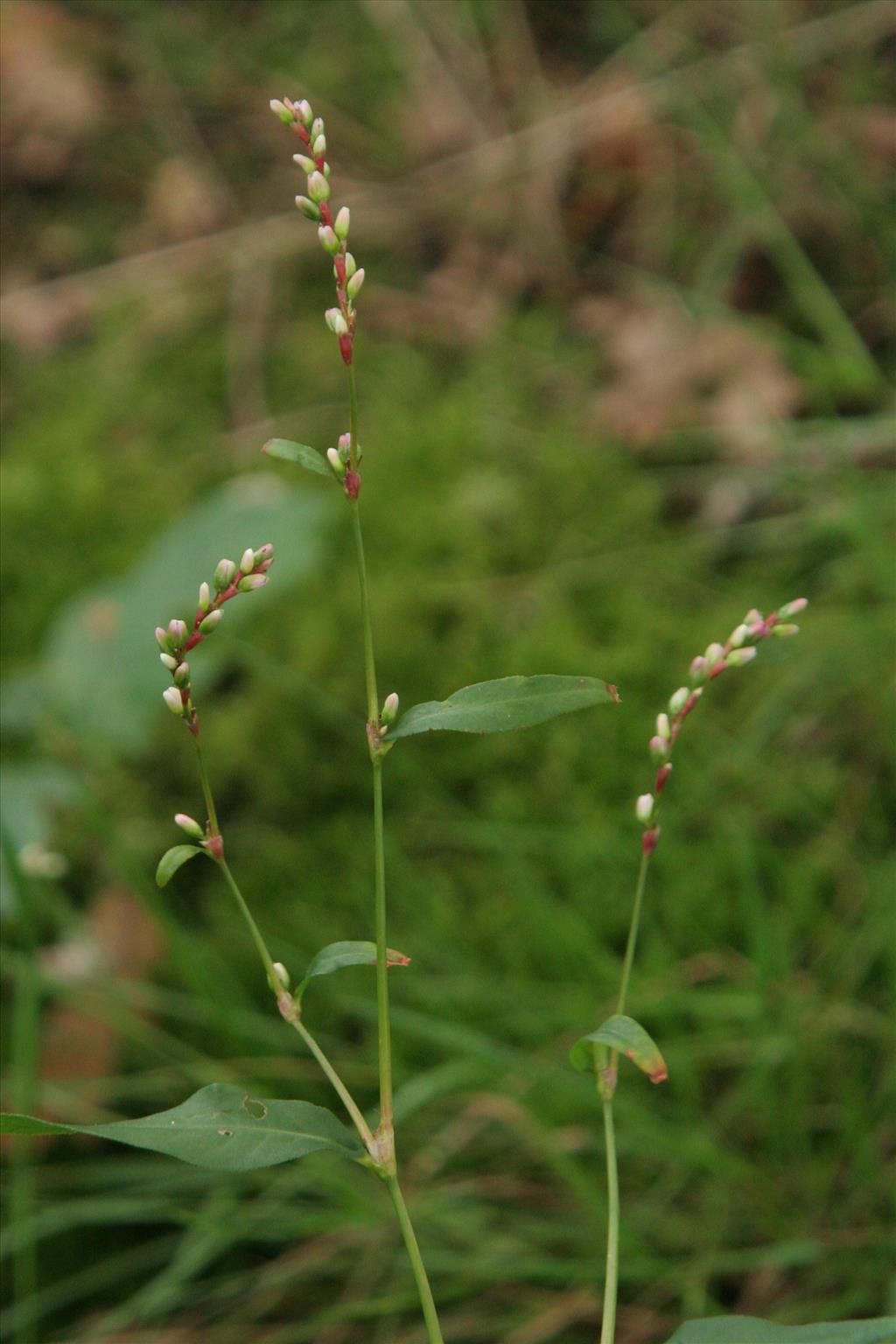 Persicaria mitis (door Willem Braam)