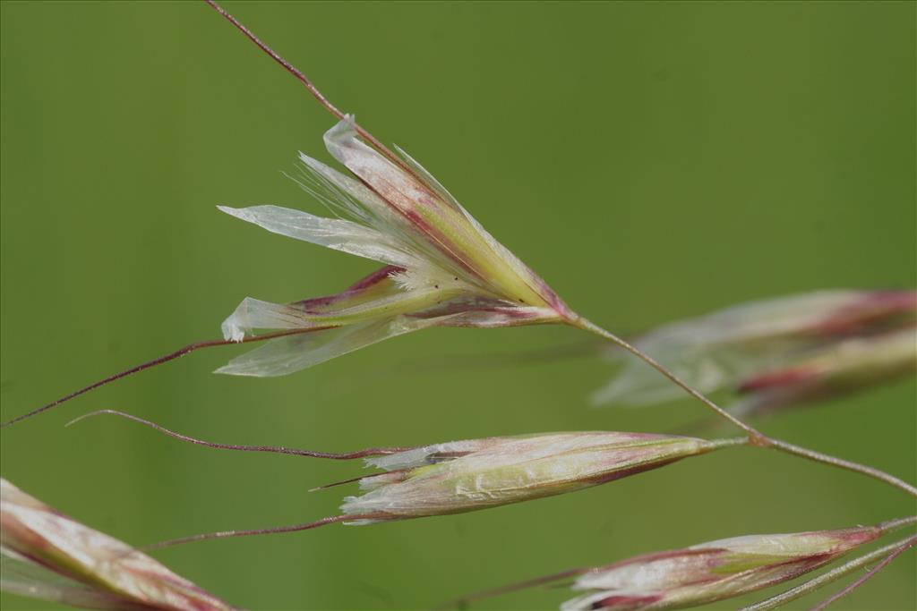 Avenula pubescens (door Willem Braam)