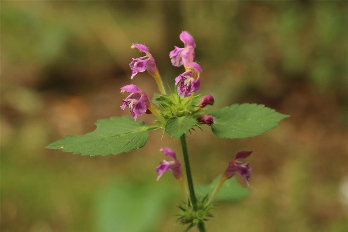 Galeopsis pubescens (door Willem Braam)