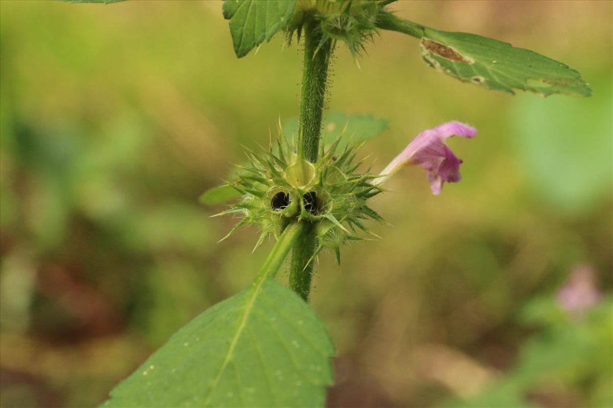 Galeopsis pubescens (door Willem Braam)