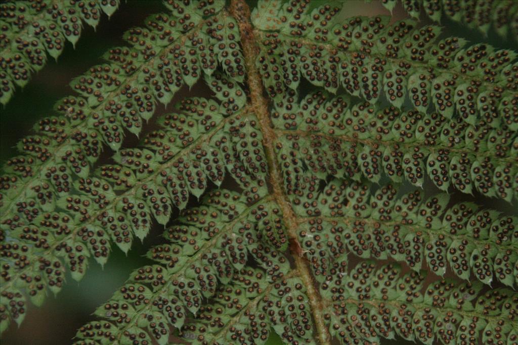 Polystichum setiferum (door Willem Braam)