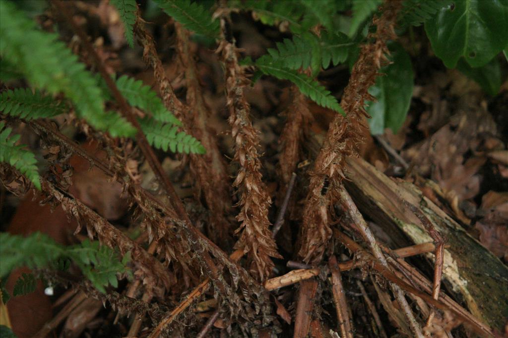 Polystichum setiferum (door Willem Braam)