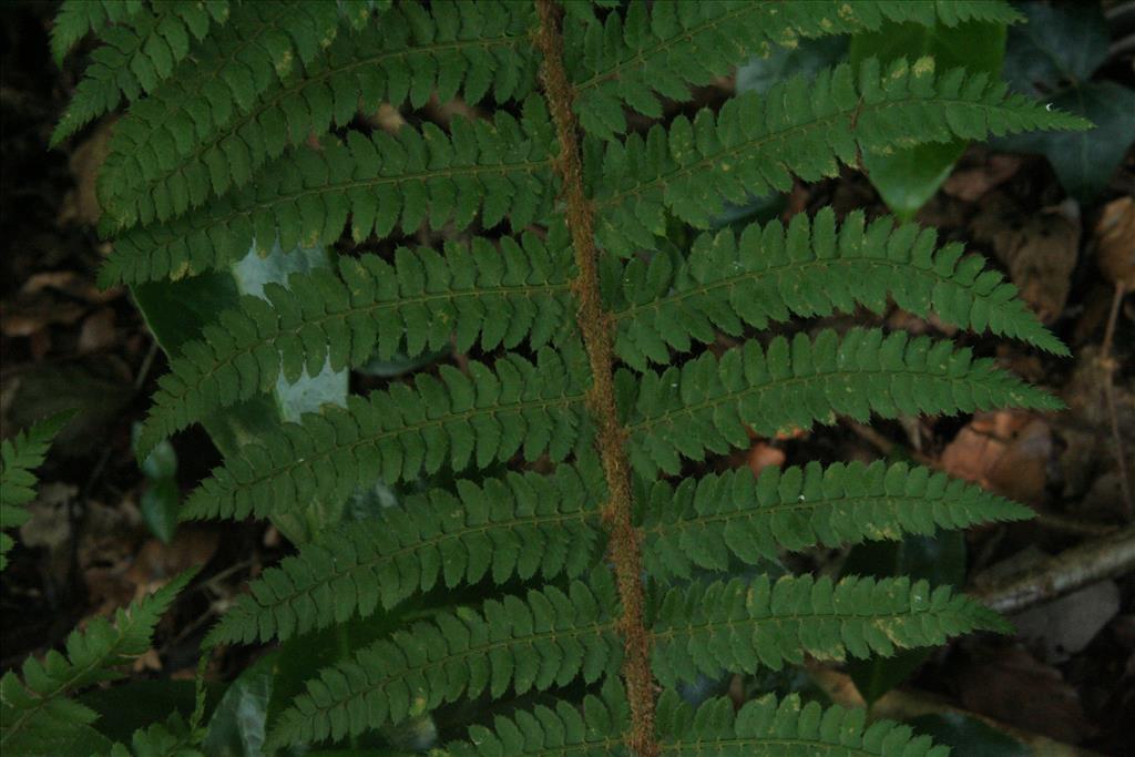 Polystichum setiferum (door Willem Braam)