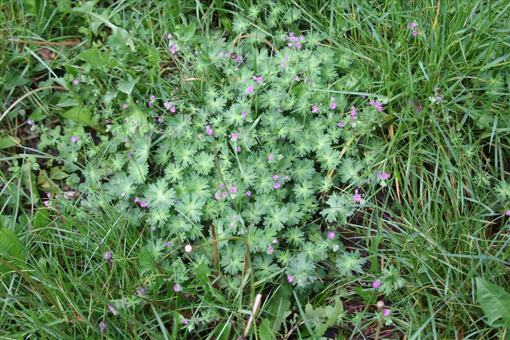 Geranium molle (door Willem Braam)