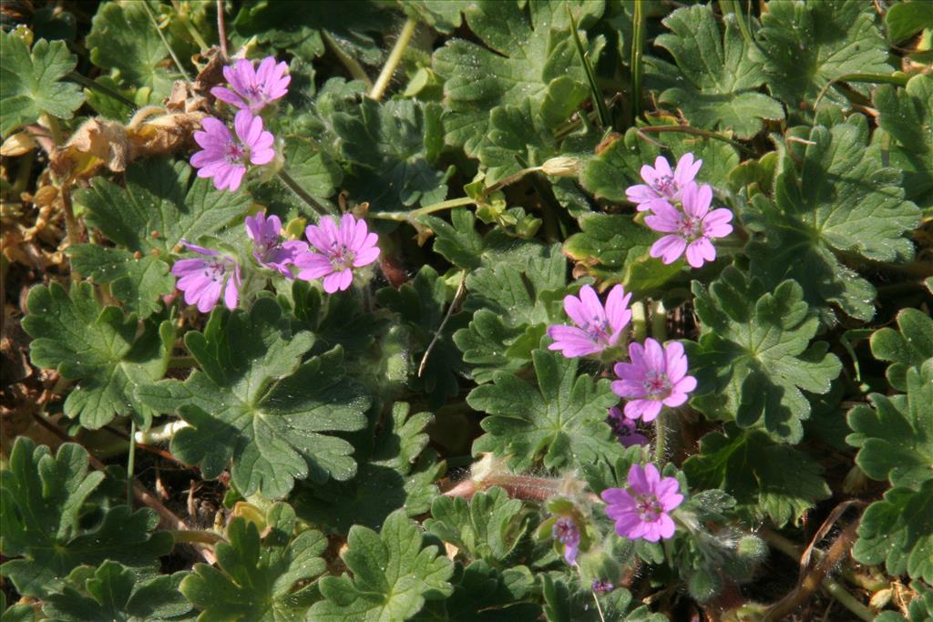 Geranium molle (door Willem Braam)