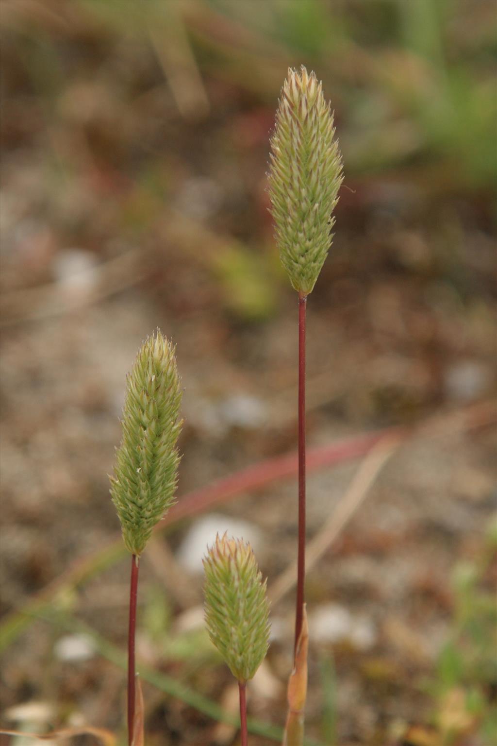 Phleum arenarium (door Willem Braam)