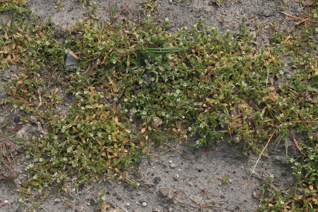 Cerastium semidecandrum (door Willem Braam)