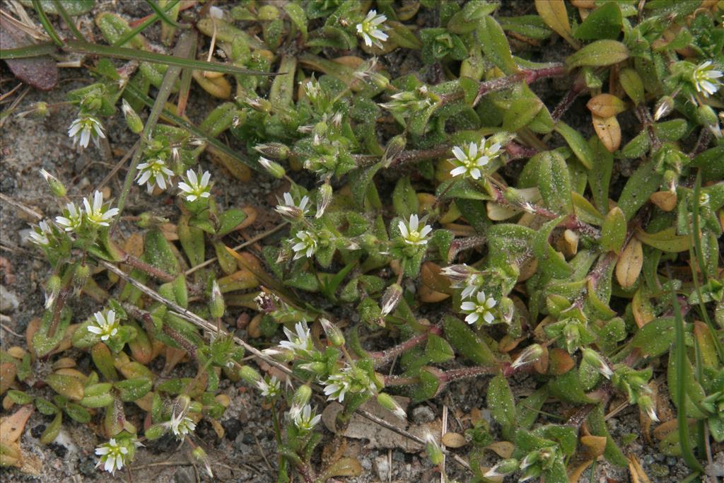 Cerastium semidecandrum (door Willem Braam)