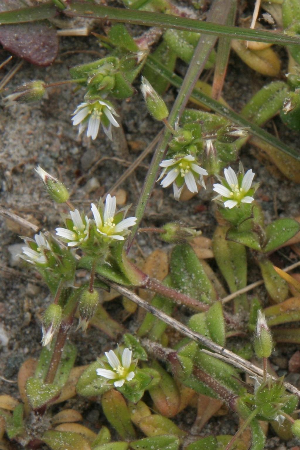 Cerastium semidecandrum (door Willem Braam)