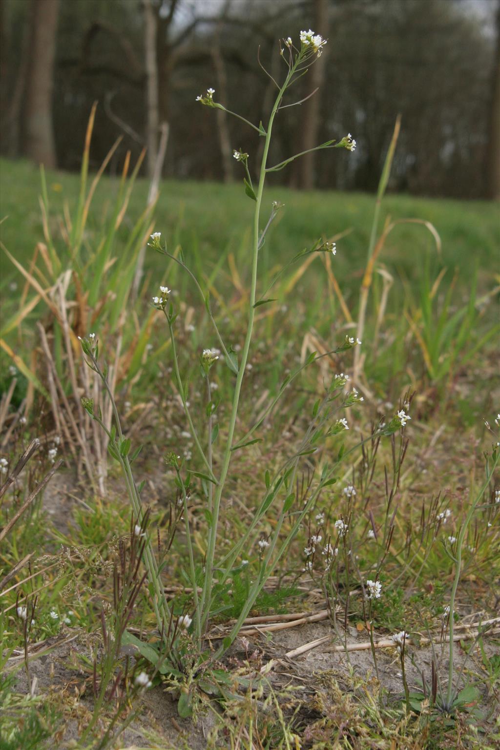 Arabidopsis thaliana (door Willem Braam)