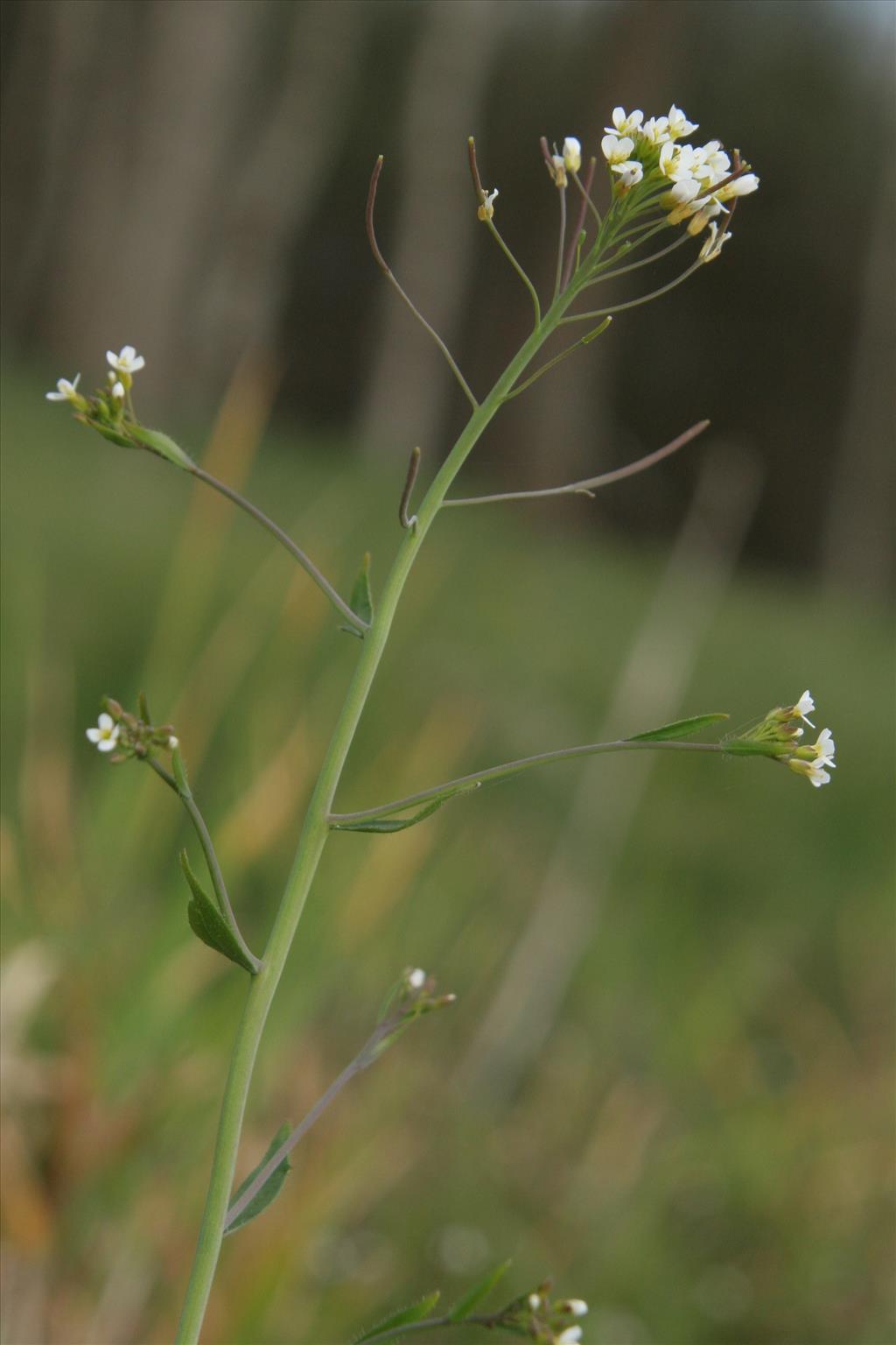 Arabidopsis thaliana (door Willem Braam)