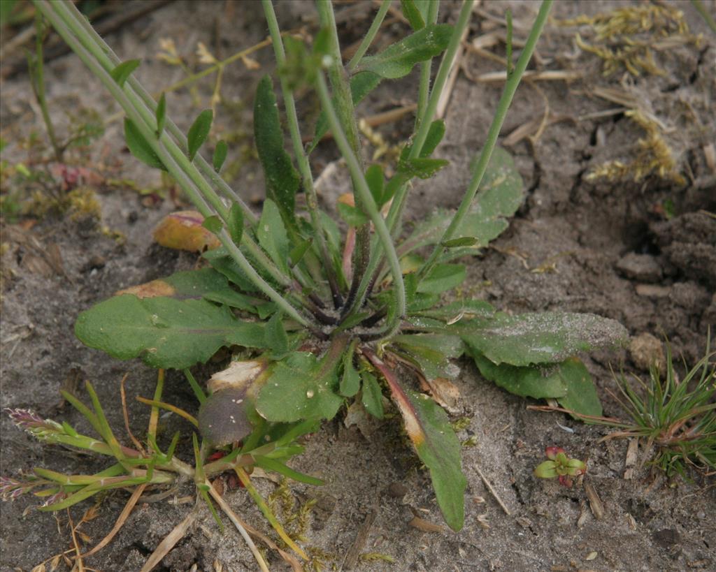 Arabidopsis thaliana (door Willem Braam)