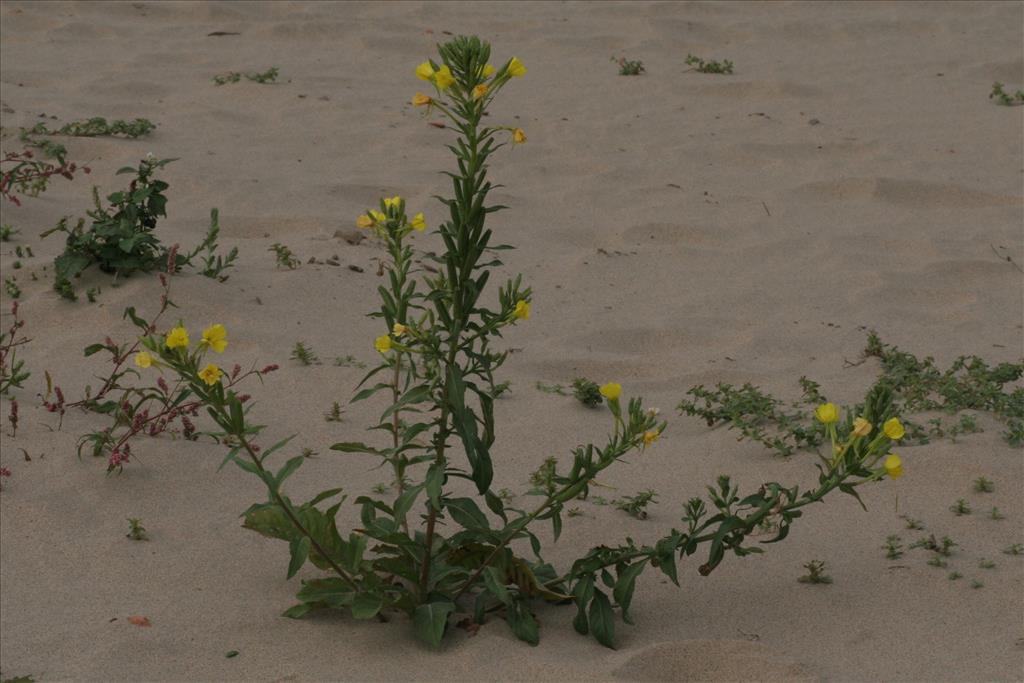 Oenothera deflexa (door Willem Braam)