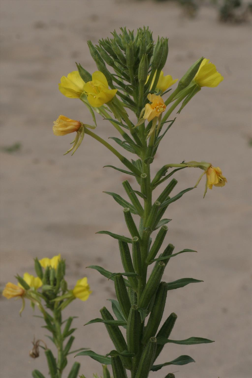 Oenothera deflexa (door Willem Braam)