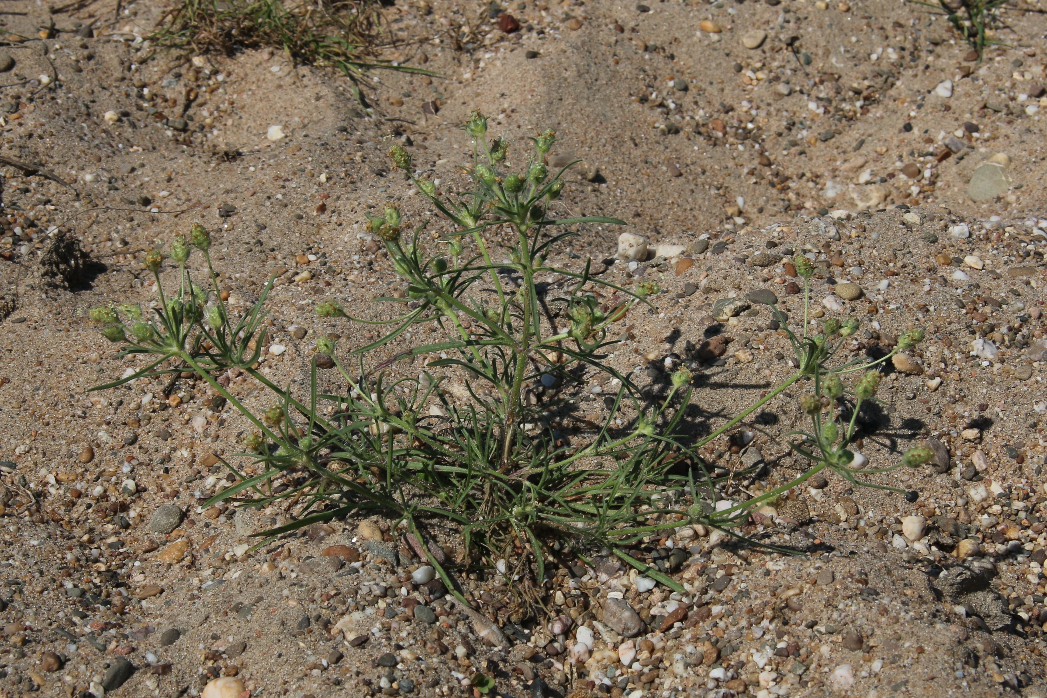 Plantago arenaria (door Willem Braam)