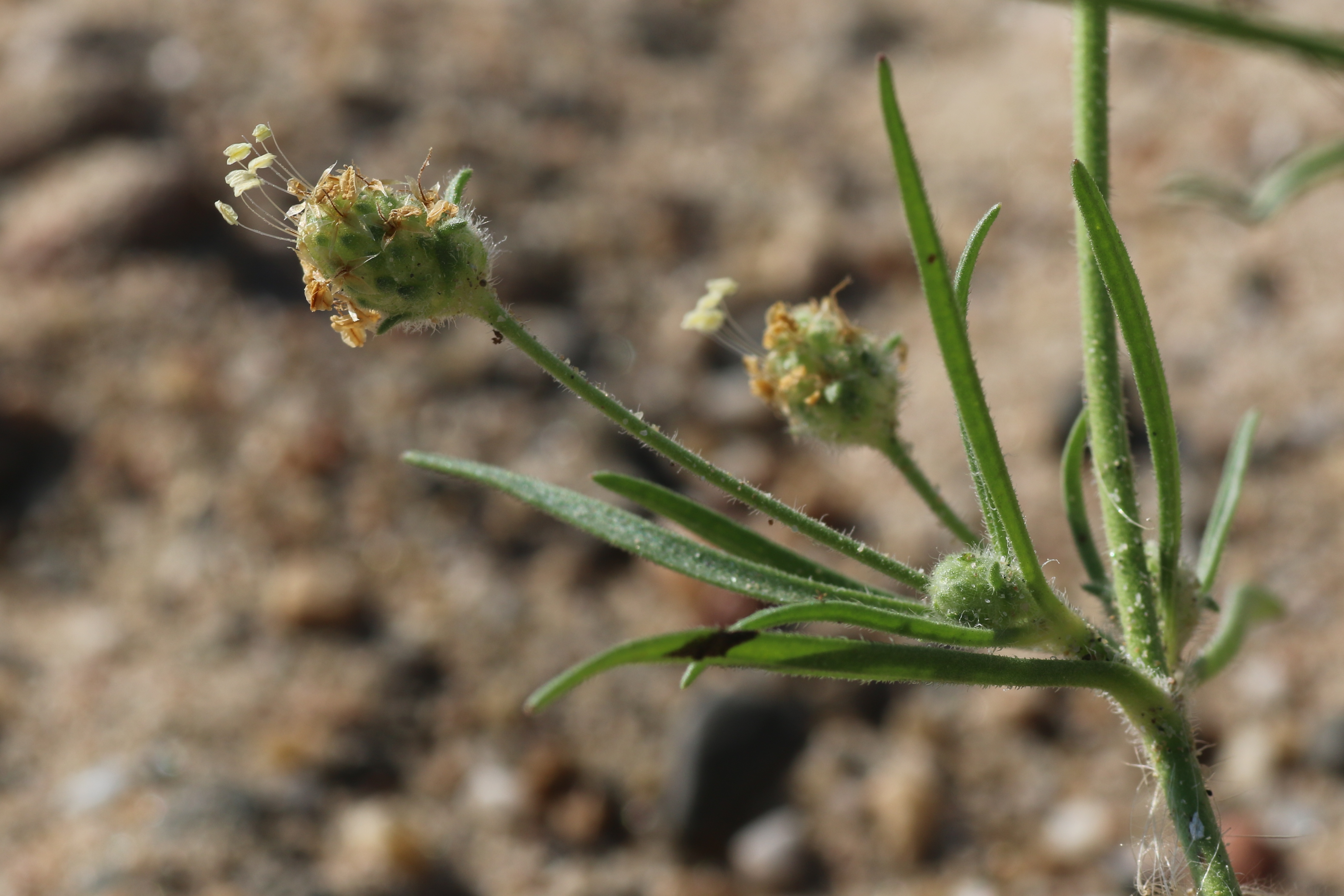 Plantago arenaria (door Willem Braam)