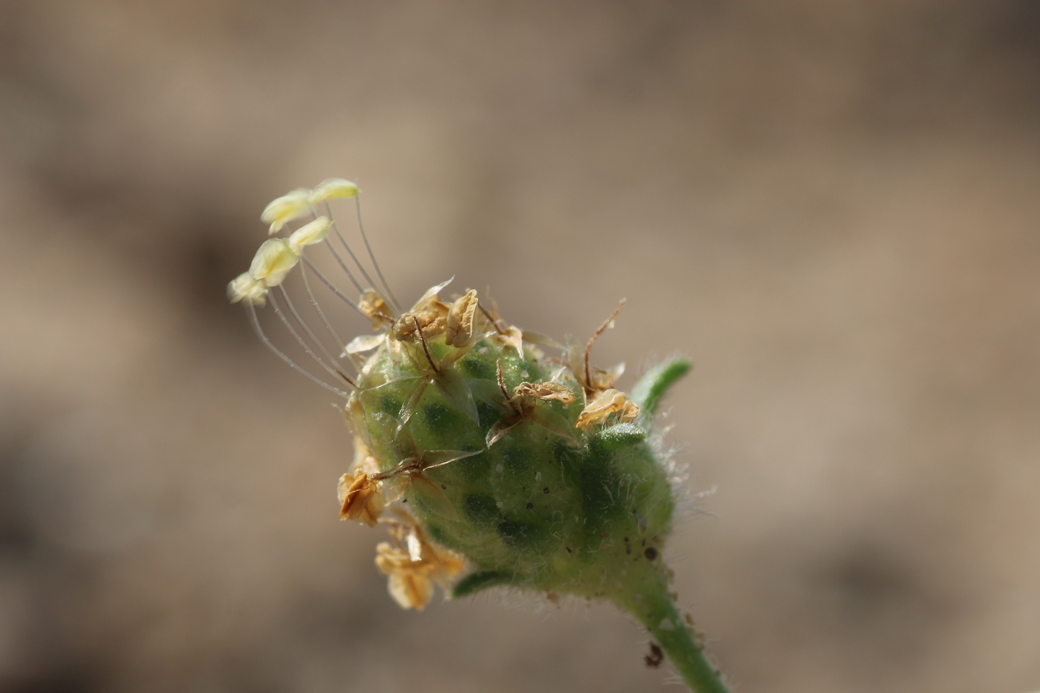 Plantago arenaria (door Willem Braam)