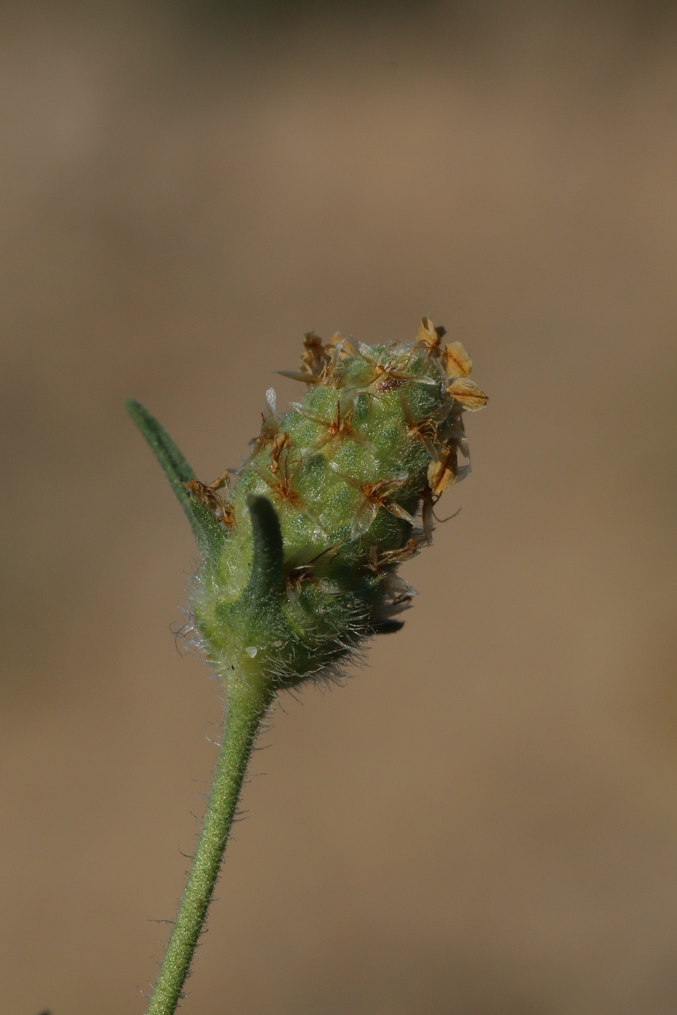 Plantago arenaria (door Willem Braam)