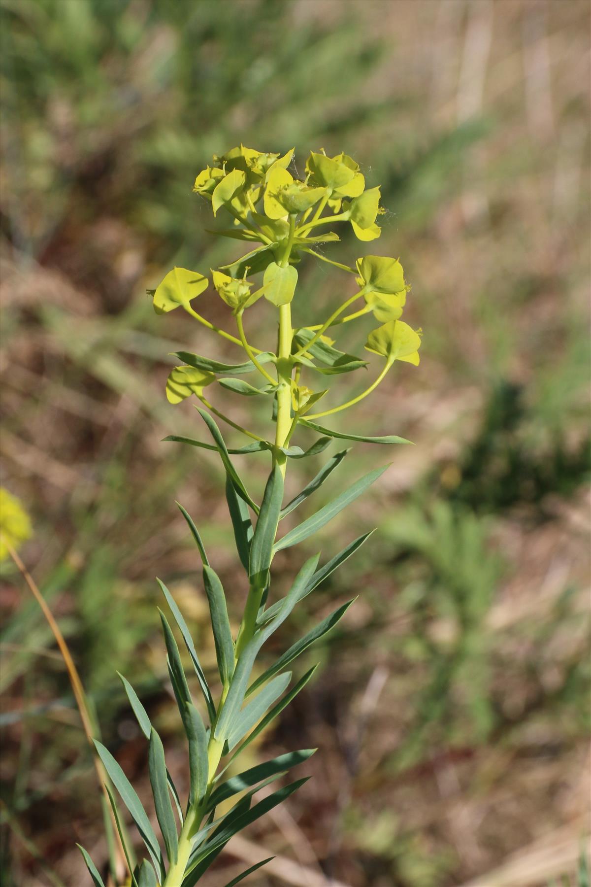 Euphorbia seguieriana (door Willem Braam)