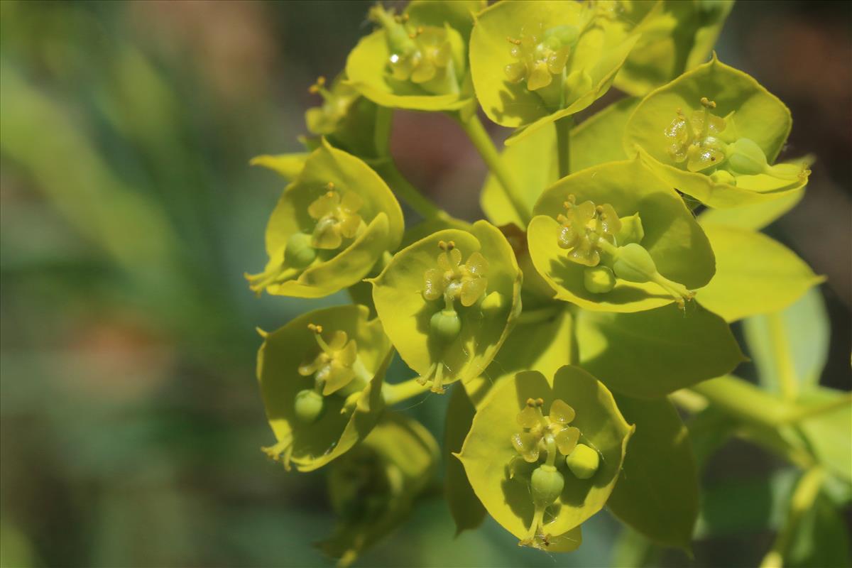 Euphorbia seguieriana (door Willem Braam)