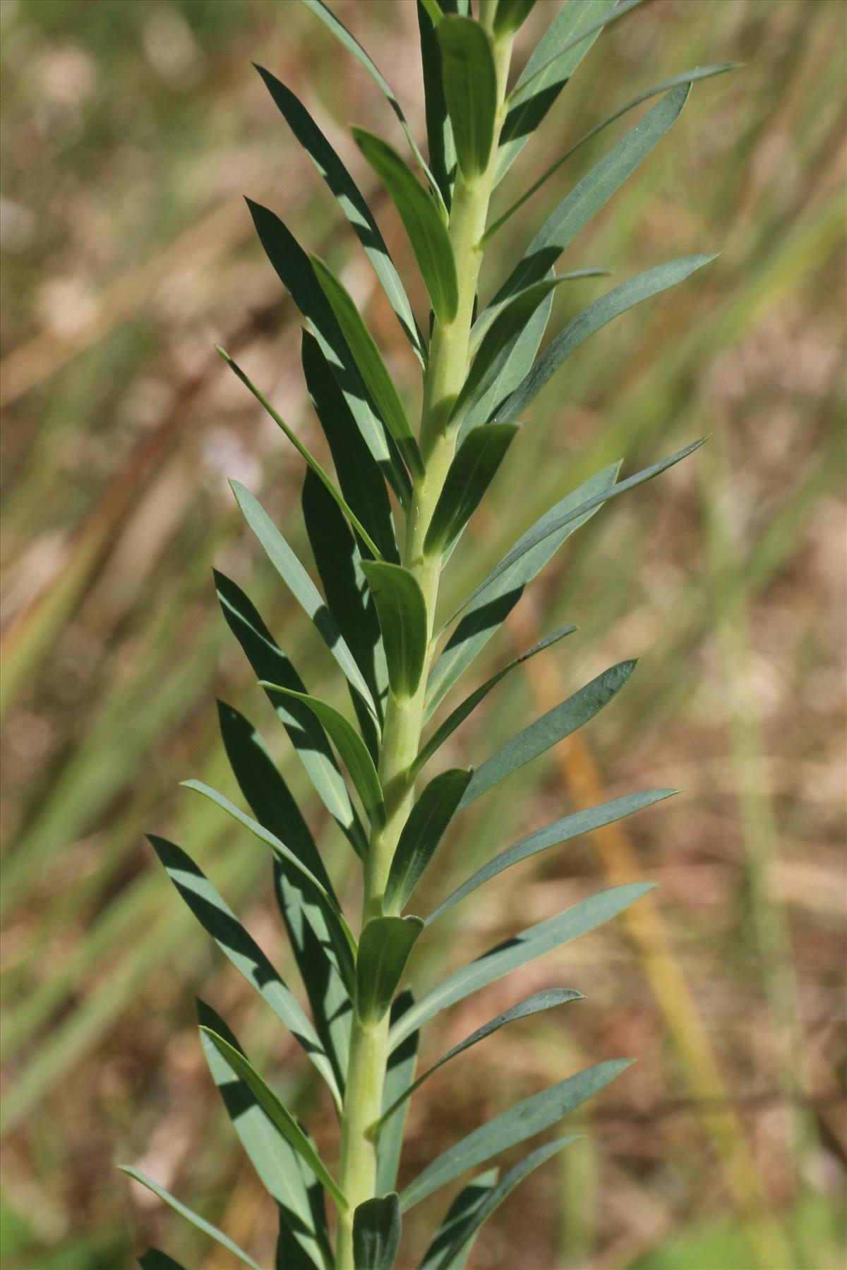 Euphorbia seguieriana (door Willem Braam)