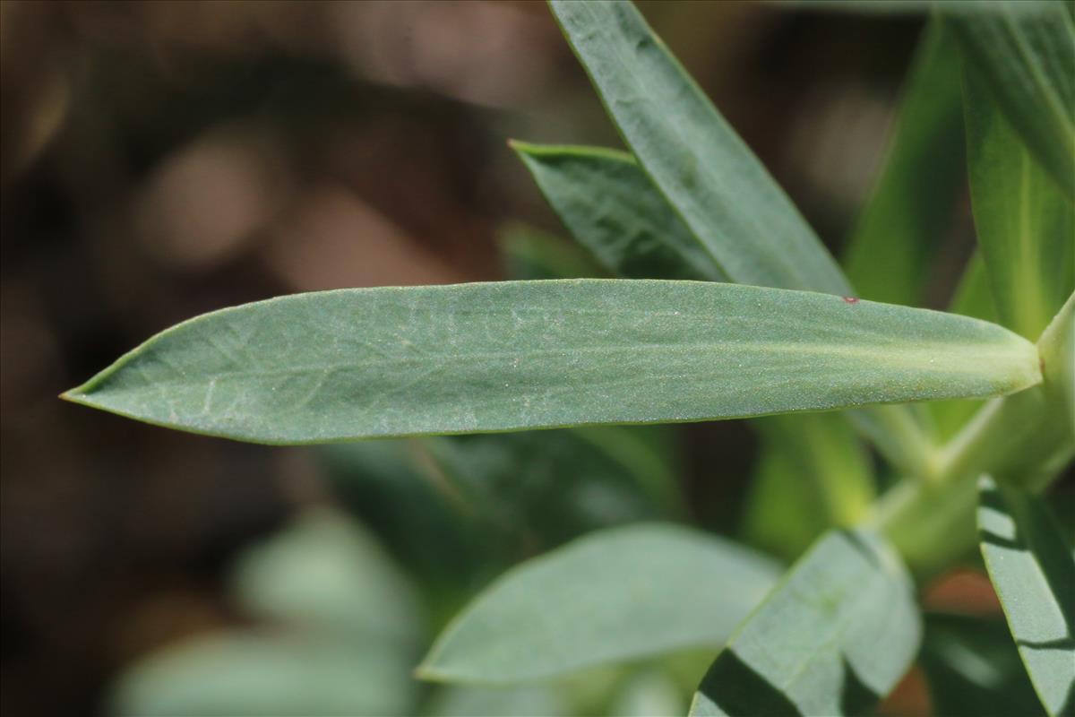 Euphorbia seguieriana (door Willem Braam)