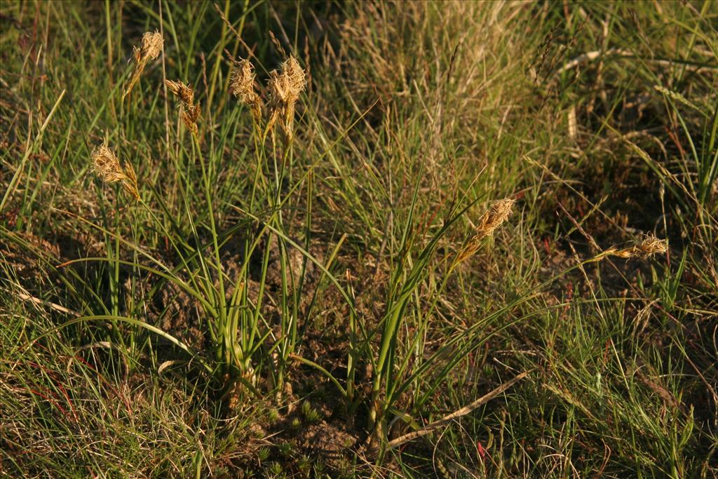 Carex arenaria (door Willem Braam)