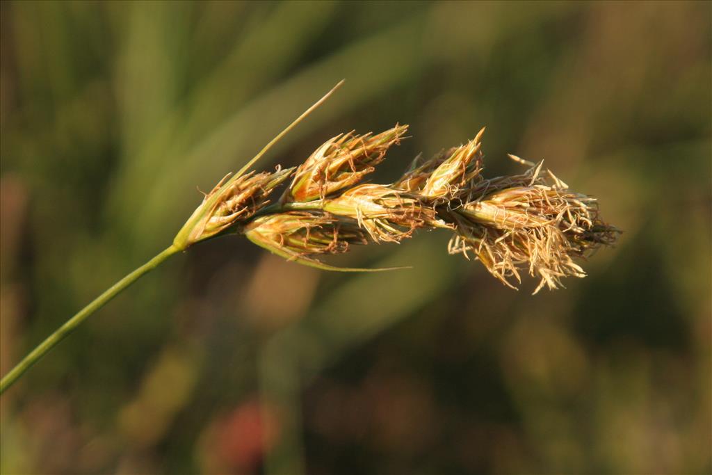 Carex arenaria (door Willem Braam)