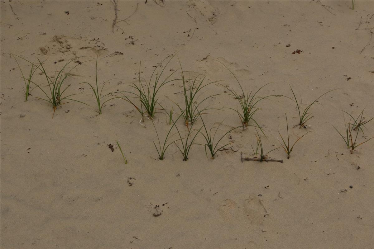 Carex arenaria (door Willem Braam)