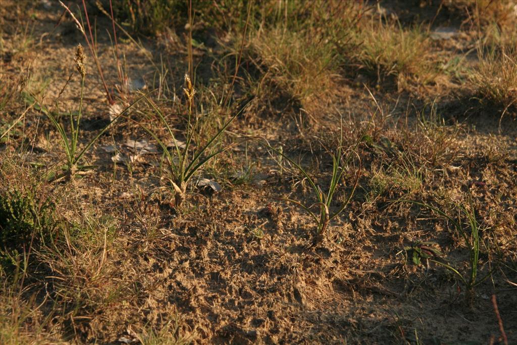 Carex arenaria (door Willem Braam)