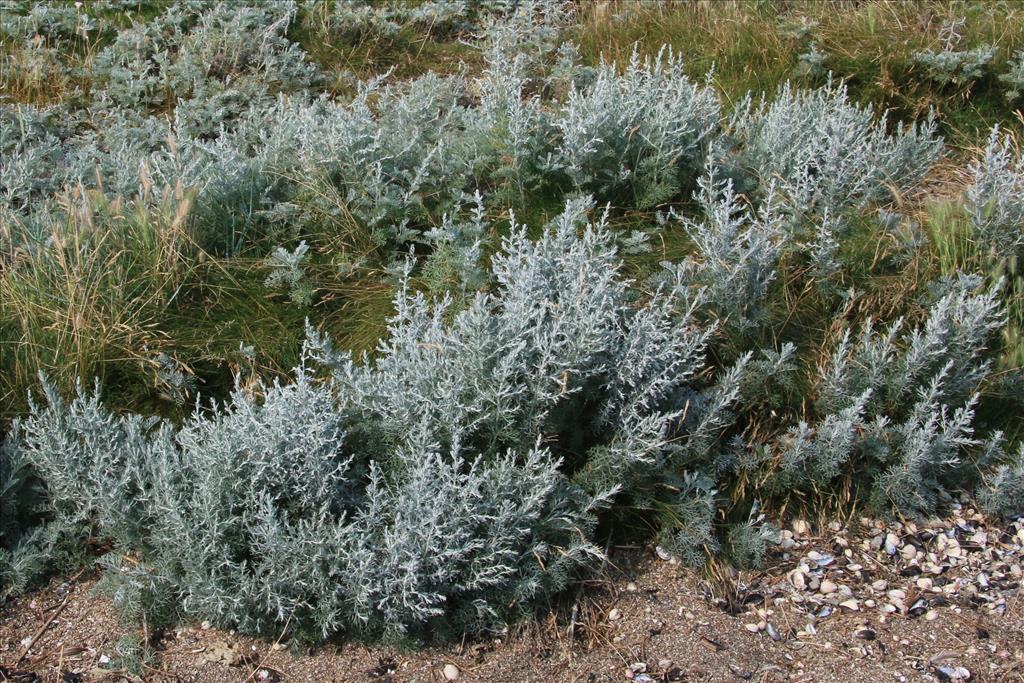 Artemisia maritima (door Willem Braam)