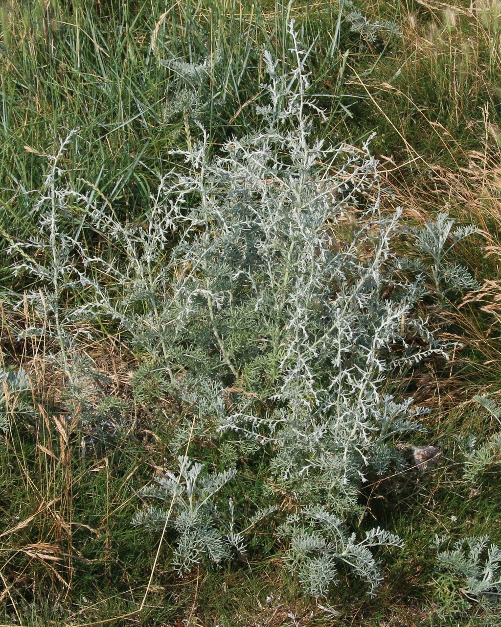 Artemisia maritima (door Willem Braam)