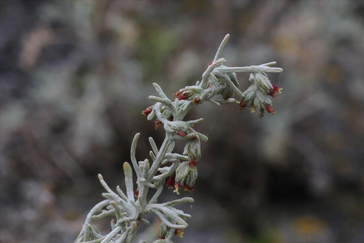 Artemisia maritima (door Willem Braam)