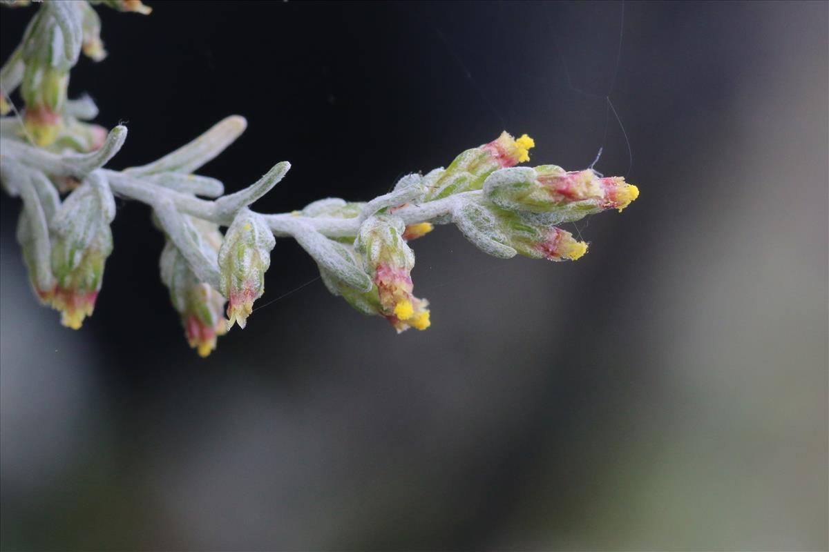 Artemisia maritima (door Willem Braam)