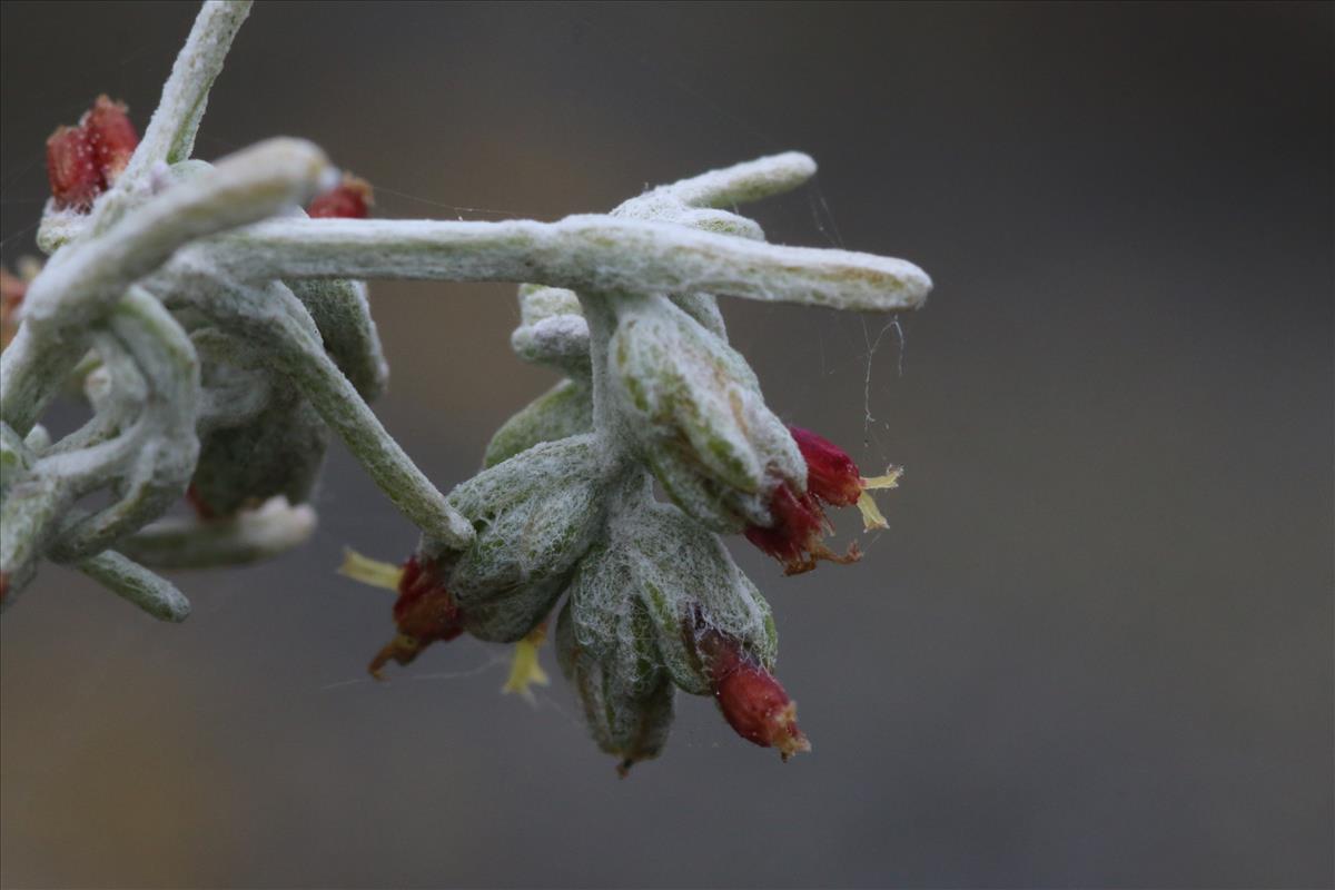 Artemisia maritima (door Willem Braam)