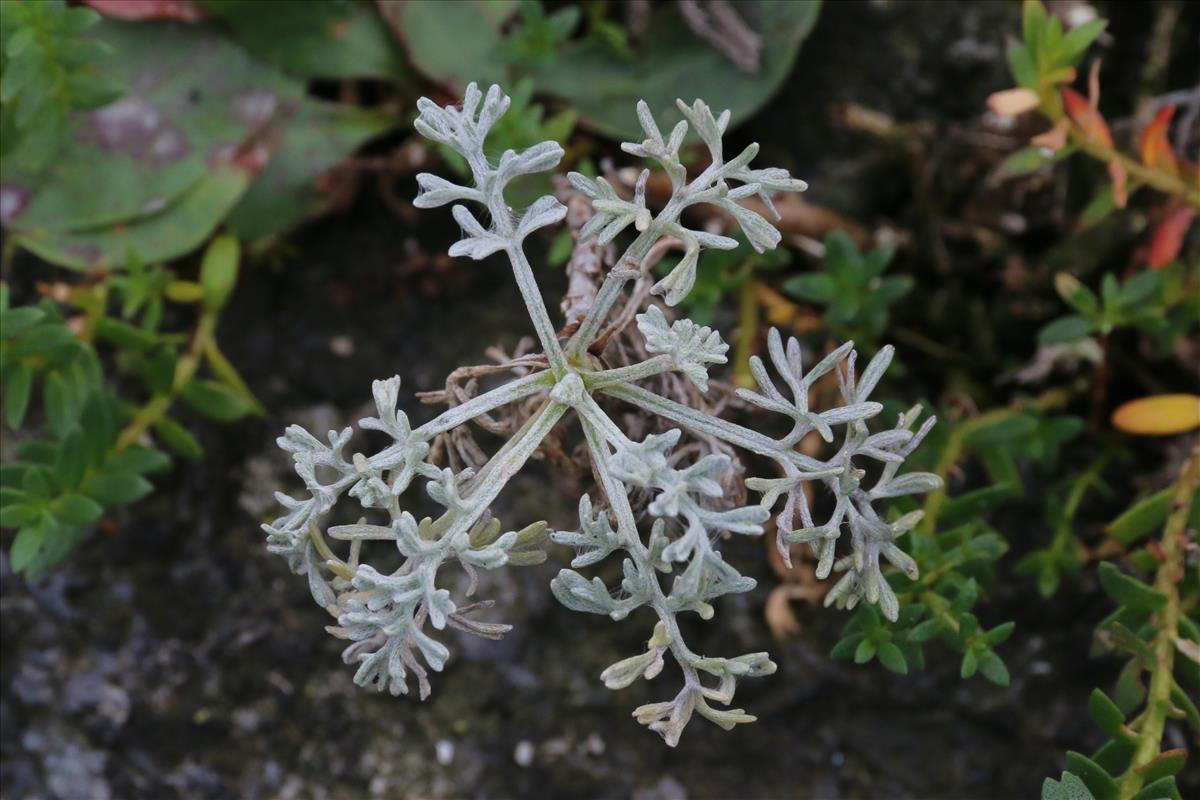 Artemisia maritima (door Willem Braam)