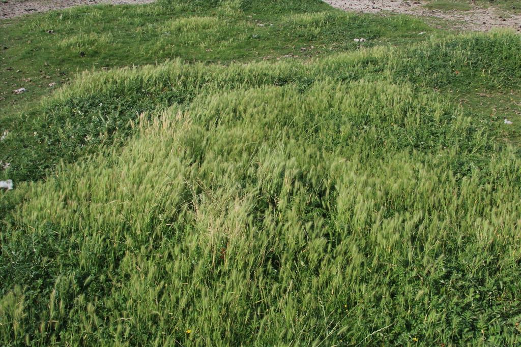 Hordeum marinum (door Willem Braam)