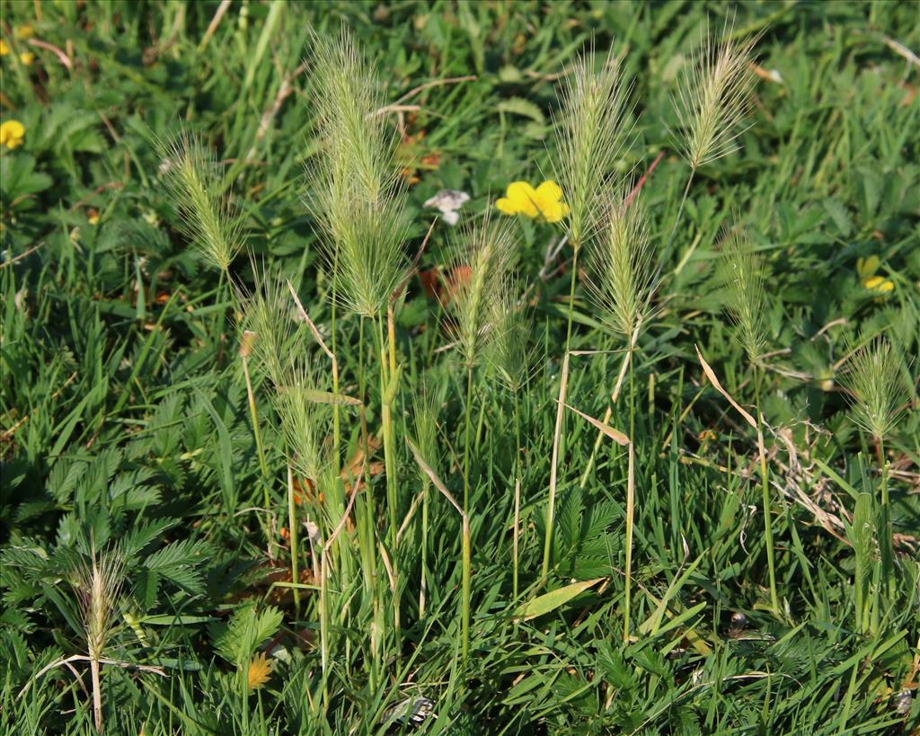 Hordeum marinum (door Willem Braam)