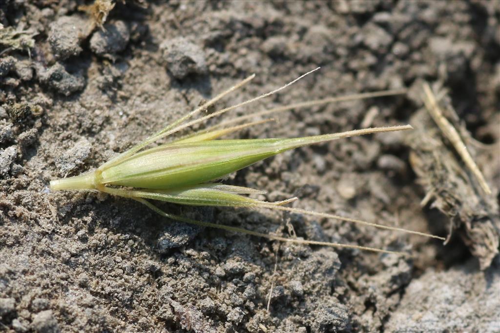 Hordeum marinum (door Willem Braam)