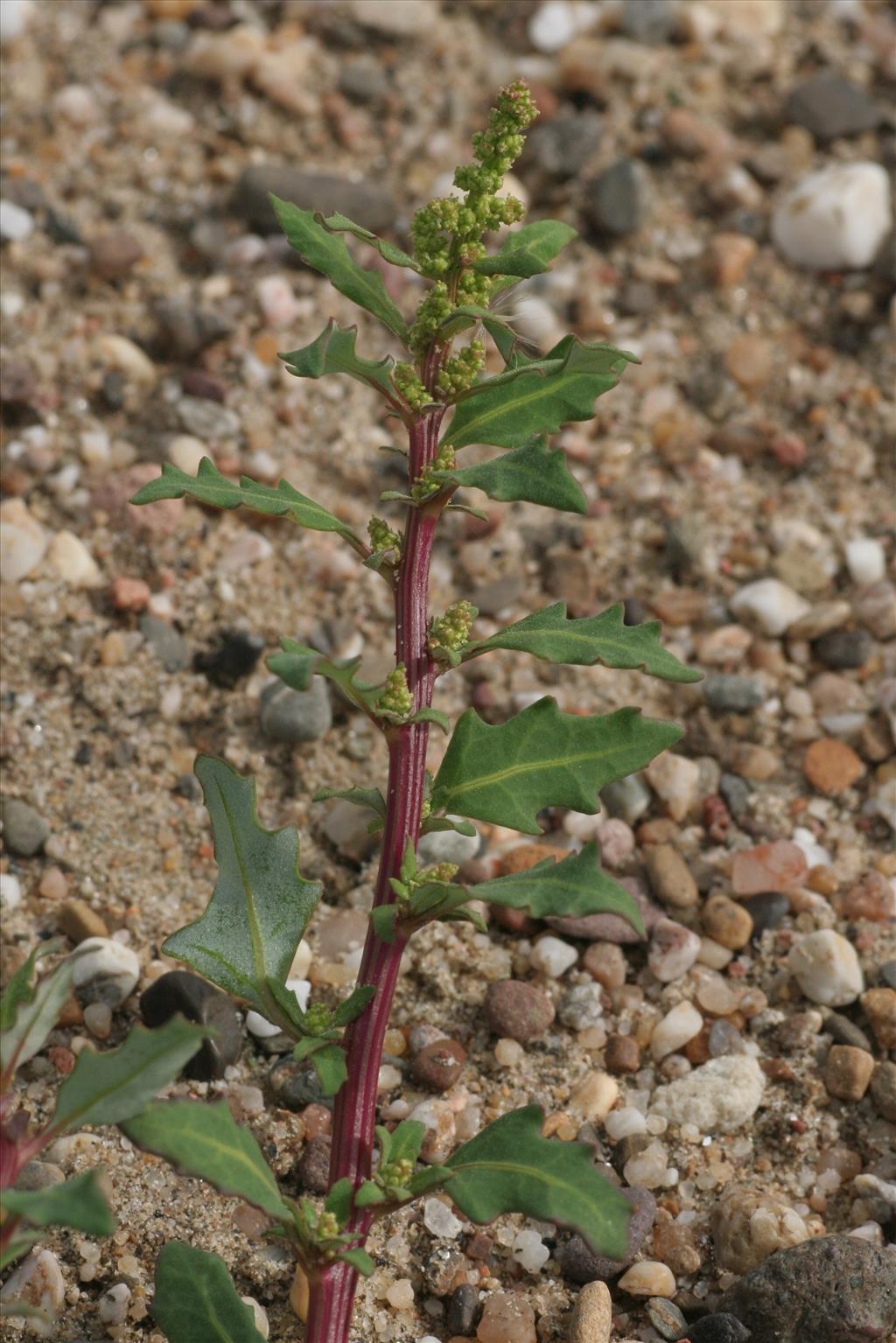 Oxybasis glauca (door Willem Braam)