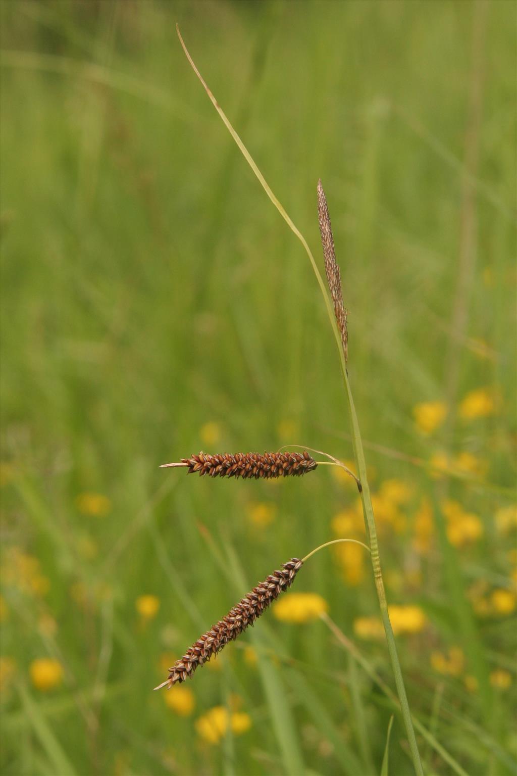 Carex flacca (door Willem Braam)